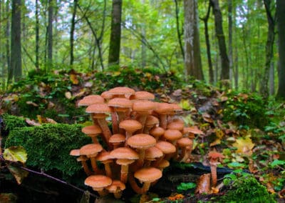 perlenfaenger.com honey mushroom bialowieza forest polen