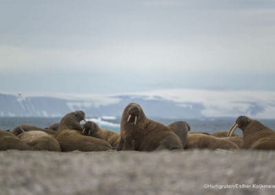 perlenfaenger.com hurtigruten arktis spitzbergen 19