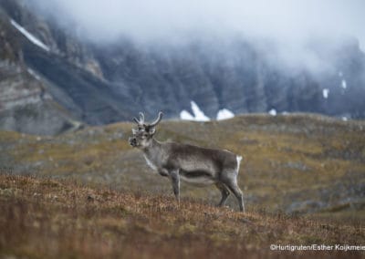 perlenfaenger.com hurtigruten arktis spitzbergen 20