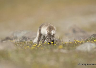 perlenfaenger.com hurtigruten arktis spitzbergen 22