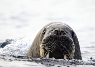 perlenfaenger.com hurtigruten arktis spitzbergen 24