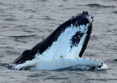 perlenfaenger.com hurtigruten arktis spitzbergen 27