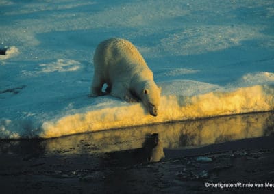perlenfaenger.com hurtigruten arktis spitzbergen 7 TITELBILD