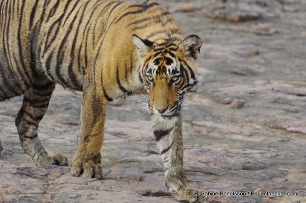 perlenfaenger.com indien bengalischer tiger naturreise ranthambhore