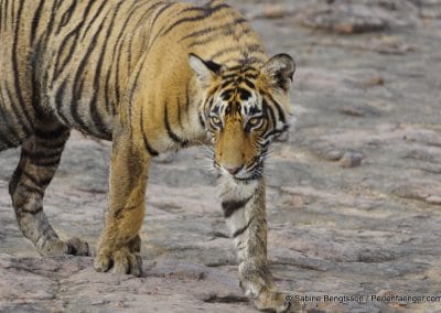 perlenfaenger.com indien bengalischer tiger naturreise ranthambhore