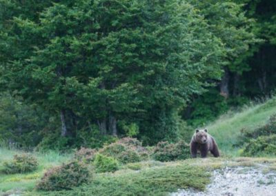 perlenfaenger.com italien abruzzen baer wolf italy 17