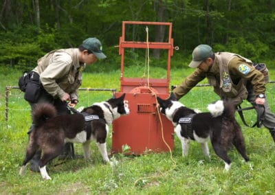 perlenfaenger.com japan baerenhund naturreise
