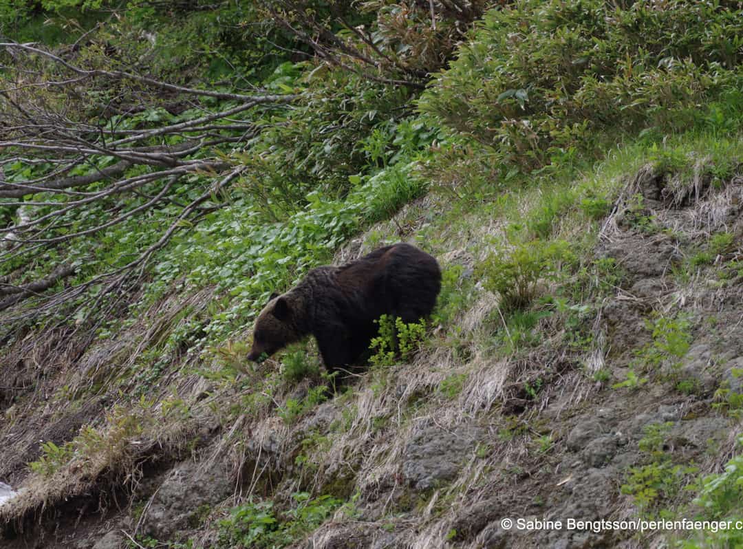 Japan – wilde Natur und viele Bären!