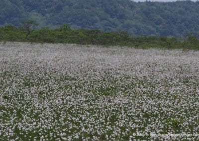 perlenfaenger.com japan hokkaido shiretoko naturreise sabine bengtsson 343