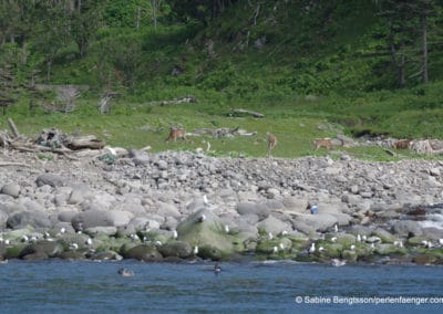 perlenfaenger.com japan hokkaido shiretoko naturreise sabine bengtsson 619