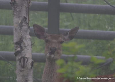 perlenfaenger.com japan hokkaido shiretoko naturreise sabine bengtsson 78