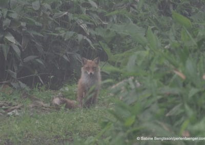 perlenfaenger.com japan hokkaido shiretoko naturreise sabine bengtsson 87