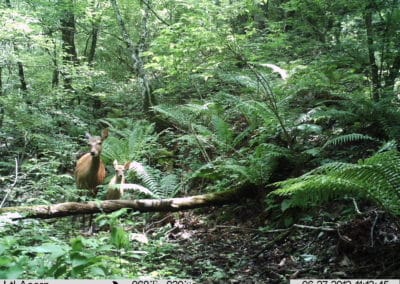 perlenfaenger.com japan sikahirsch naturreise