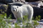 perlenfaenger.com kanada torngat nationalpark naturtouren eisbaer