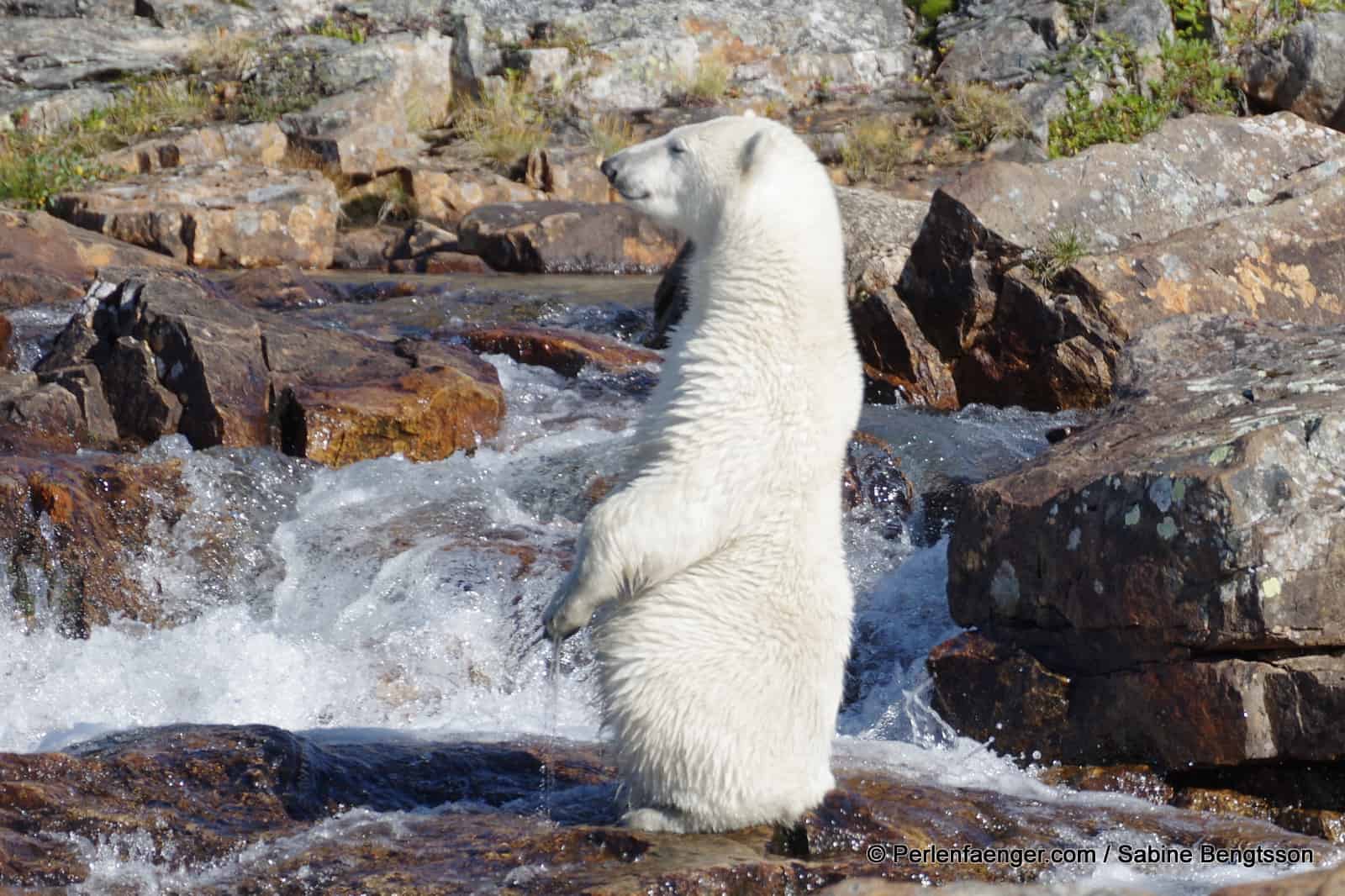 perlenfaenger.com kanada torngat nationalpark naturtouren eisbaeren