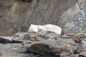 perlenfaenger.com kanada torngat nationalpark naturtouren polarbaeren