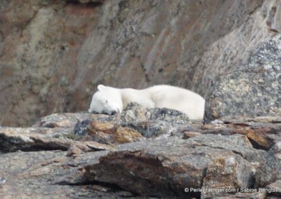 perlenfaenger.com kanada torngat nationalpark naturtouren polarbaeren