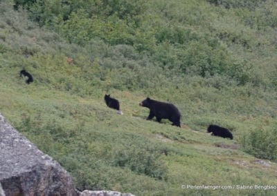 perlenfaenger.com kanada torngat nationalpark naturtouren schwarzbaer