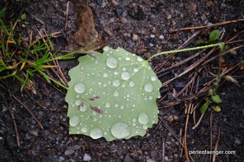 perlenfaenger.com_lausitz_regen_vortrag_woelfe_wolfstouren