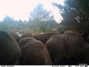 perlenfaenger.com lausitz wolfstour cati blum fotafalle januar2016 10 2