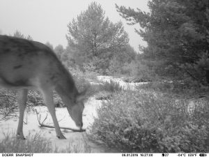 perlenfaenger.com lausitz wolfstour cati blum fotafalle januar2016 7 2