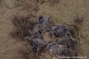 perlenfaenger.com luebtheener heide oktober 2015 24