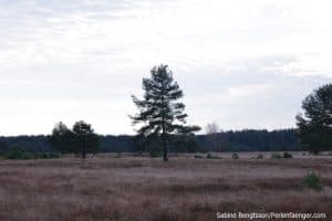 perlenfaenger.com luebtheener heide oktober 2015 25