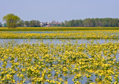perlenfaenger.com marigolds biebrza marshes nationalpark polen
