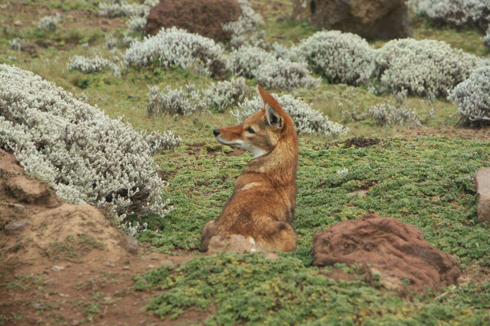 Äthiopischer Wolf