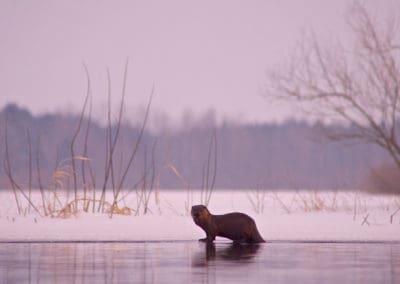 perlenfaenger.com otter biebrza marshes polen