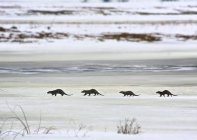 perlenfaenger.com otters biebrza marshes polen