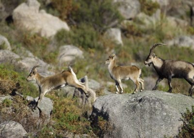 perlenfaenger.com pedro trekkingtour portugal peneda geres nationalpark wildziegen