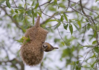 perlenfaenger.com penduline tit biebrza marshes nationalpark polen