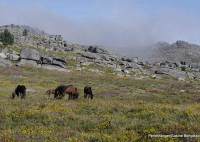 perlenfaenger.com peneda geres portugal sabine bengtsson wild horses wolves