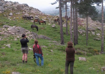 perlenfaenger.com portugal garrana wildpferde wildhorses