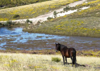 perlenfaenger.com portugal garrano julia rau wildpferde