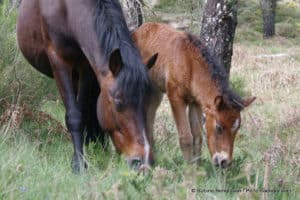 perlenfaenger.com portugal lobito mutter