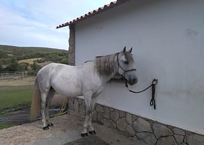 Reiturlaub Portugal - Reiten lernen im Peneda-Gerês Nationalpark 8 perlenfaenger.com portugal wildpferde woelfe reittour peneda geres 4 e1519942889995