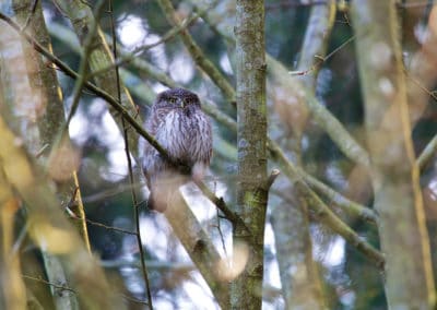 perlenfaenger.com pygmy owl bialowieza forest polen 1