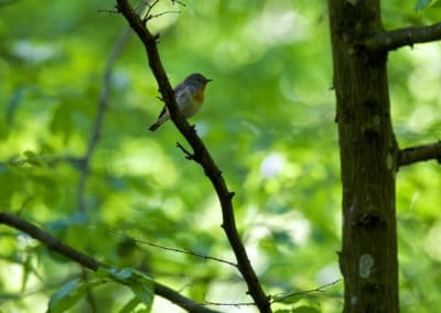 perlenfaenger.com red breasted flycatcher bialowieza forest polen