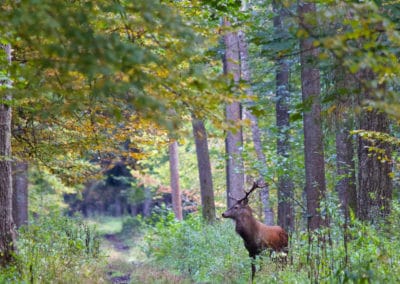 perlenfaenger.com red deer stag bialowieza forest polen lukasz
