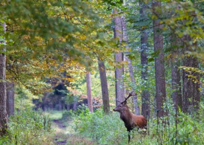 perlenfaenger.com red deer stag bialowieza forest polen lukasz