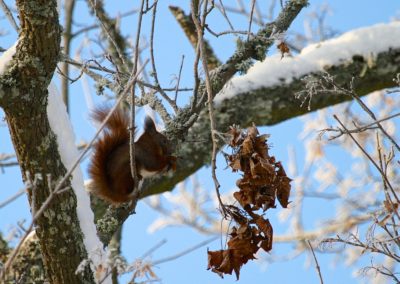 perlenfaenger.com red squirrel bialowieza forest poland roger abrahams polen