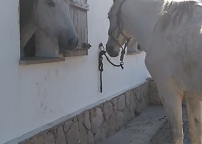 Reiturlaub Portugal - Reiten lernen im Peneda-Gerês Nationalpark 27 perlenfaenger.com reitseminarportugal wildpferde woelfe reitenlernen garranos lusitanos 25 e1518555354607
