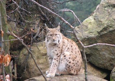 perlenfaenger.com rumaenien peter suerth baeren naturtouren Luchs