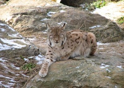 perlenfaenger.com rumaenien peter suerth baeren naturtouren Luchs 1