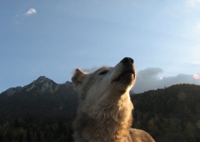 perlenfaenger.com rumaenien peter suerth naturtouren Crai Piatra Craiului