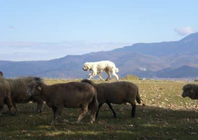 perlenfaenger.com rumaenien peter suerth naturtouren schafe huetehunde