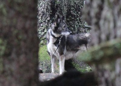 perlenfaenger.com rumaenien peter suerth naturtouren wolf