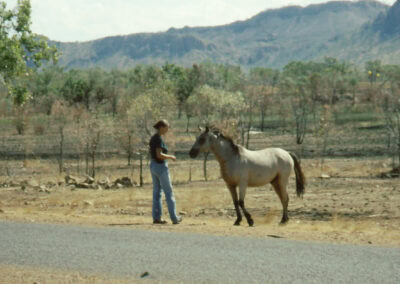 Brumby Wildpferd in Australien bei Begegnung mit Sabine Bengtsson
